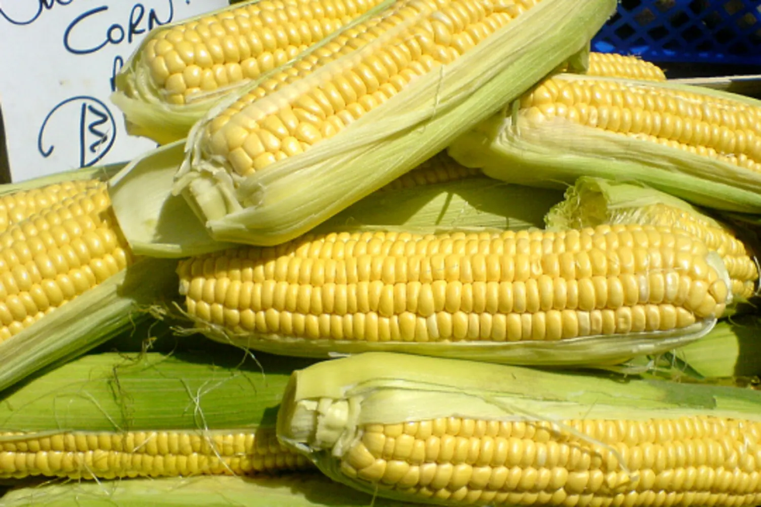 Fresh Sweet Corn