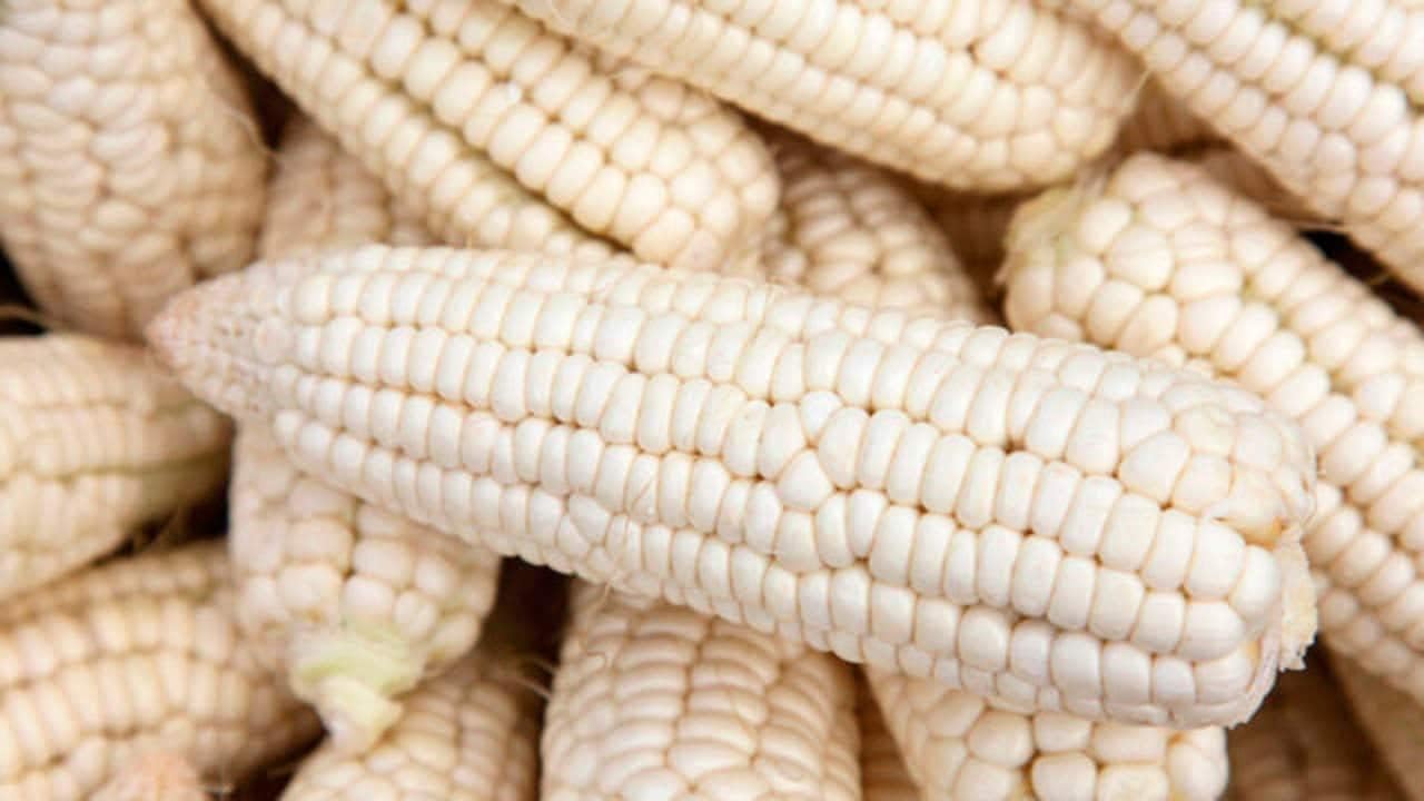 Silver Queen Sweet White Corn Seeds