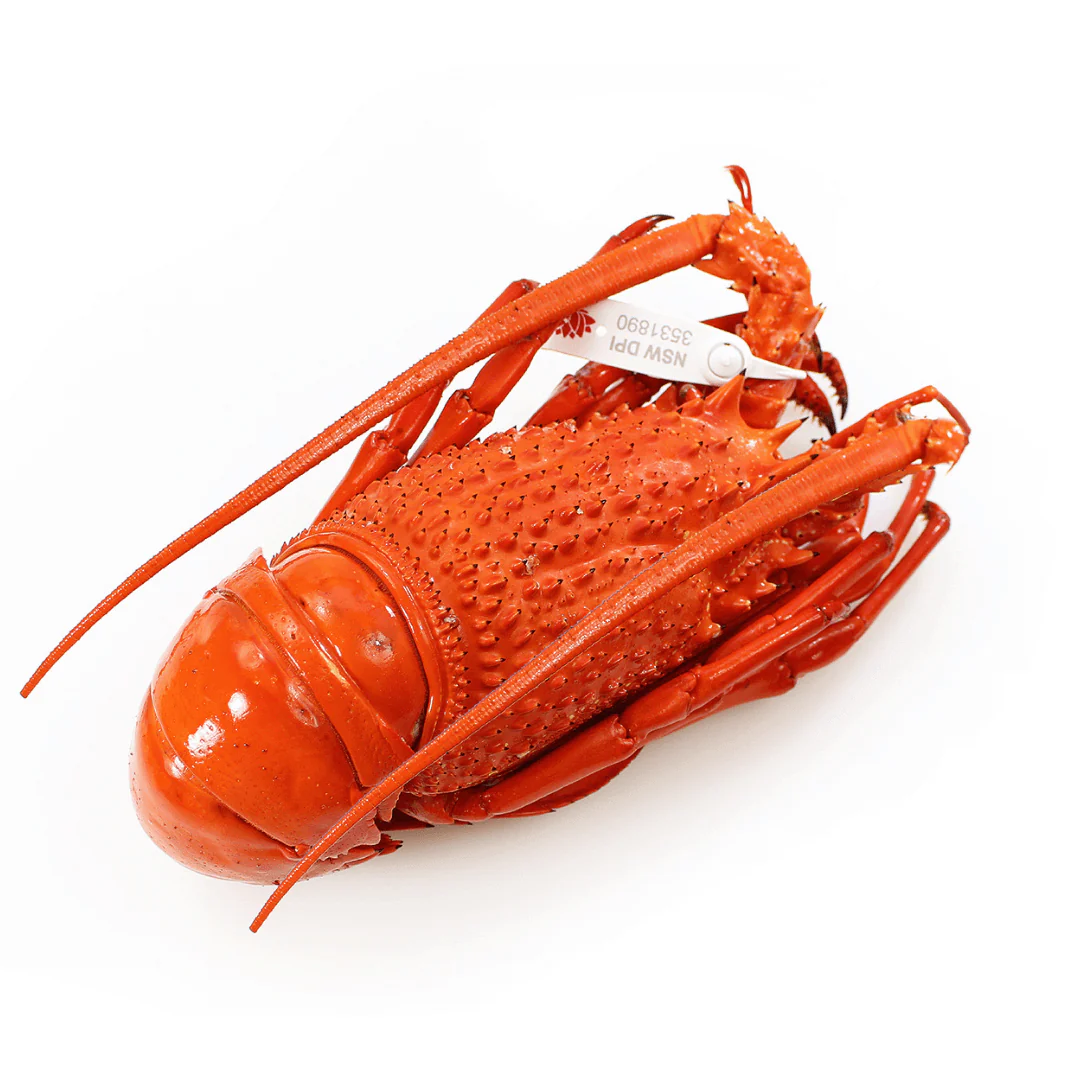 Cooked WA Lobsters